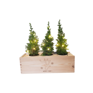 Christmas trees out of the box with LED light chain