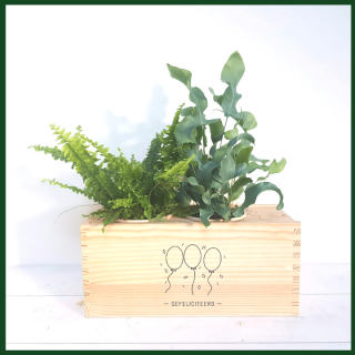 BLOOMSBOX Medium with air-purifying plants